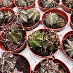 Astrophytum capricorne - seltener Kaktus mit gedrehten Stacheln und spektakulären gelben Blüten