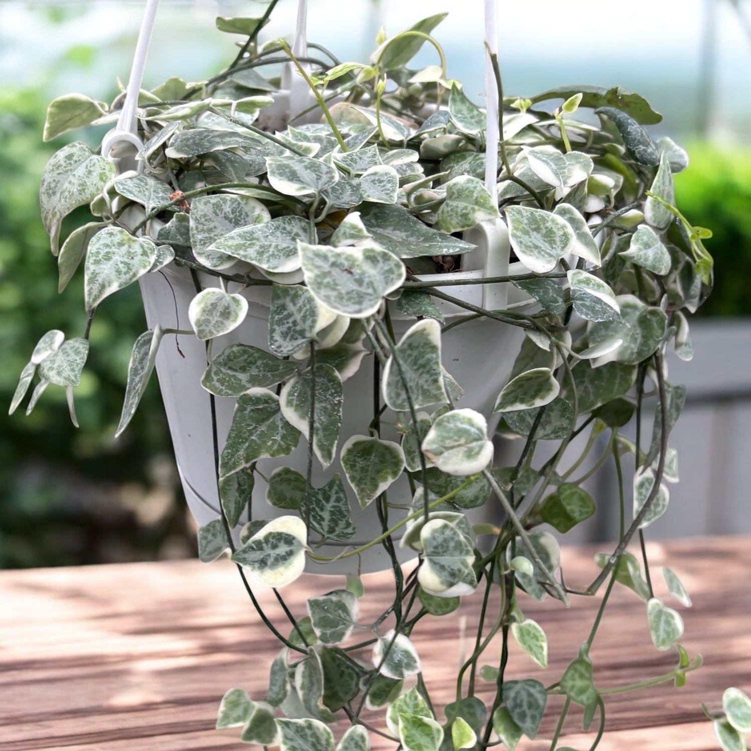 Ceropegia linearis 'Merel' - planta curgatoare cu frunzis variegat