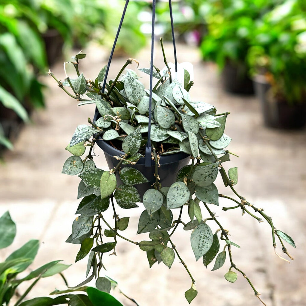 Hoya krohniana 'Eskimo' - 4-5 plantes par pot