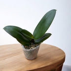 Phalaenopsis SOGO On the Mauve - Big Lip