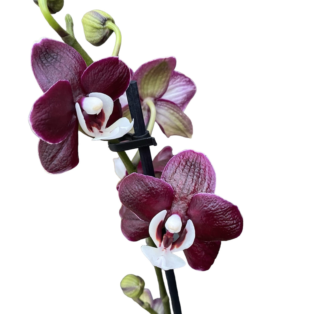 Phalaenopsis Kaoda Twinkle 'Chocolate Drop' (Black Widow) - parfumata (Olanda)