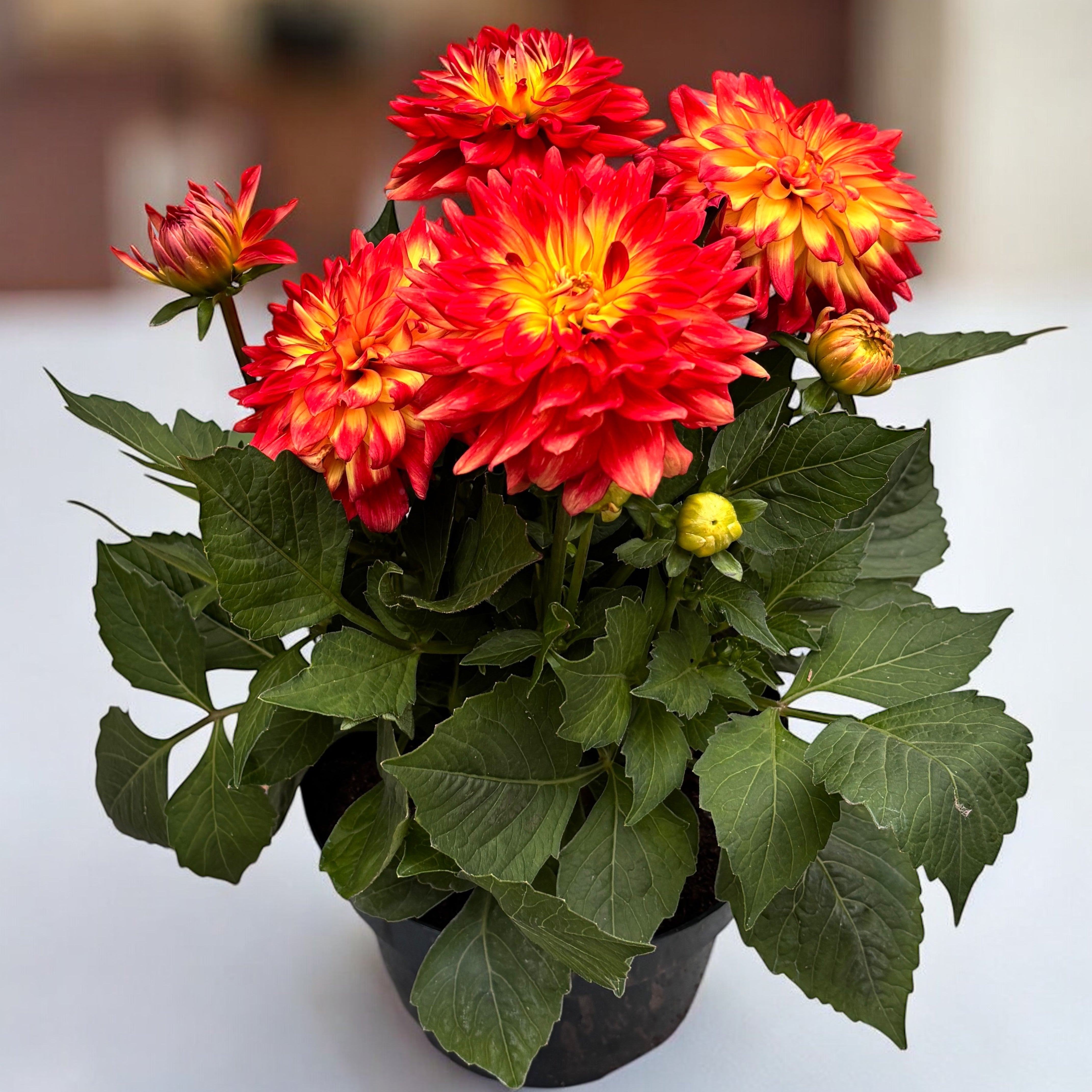 小物 dahlia dahlia Dahlia Labella Maggiore 'Fun Flame' - dalii cu flori mari