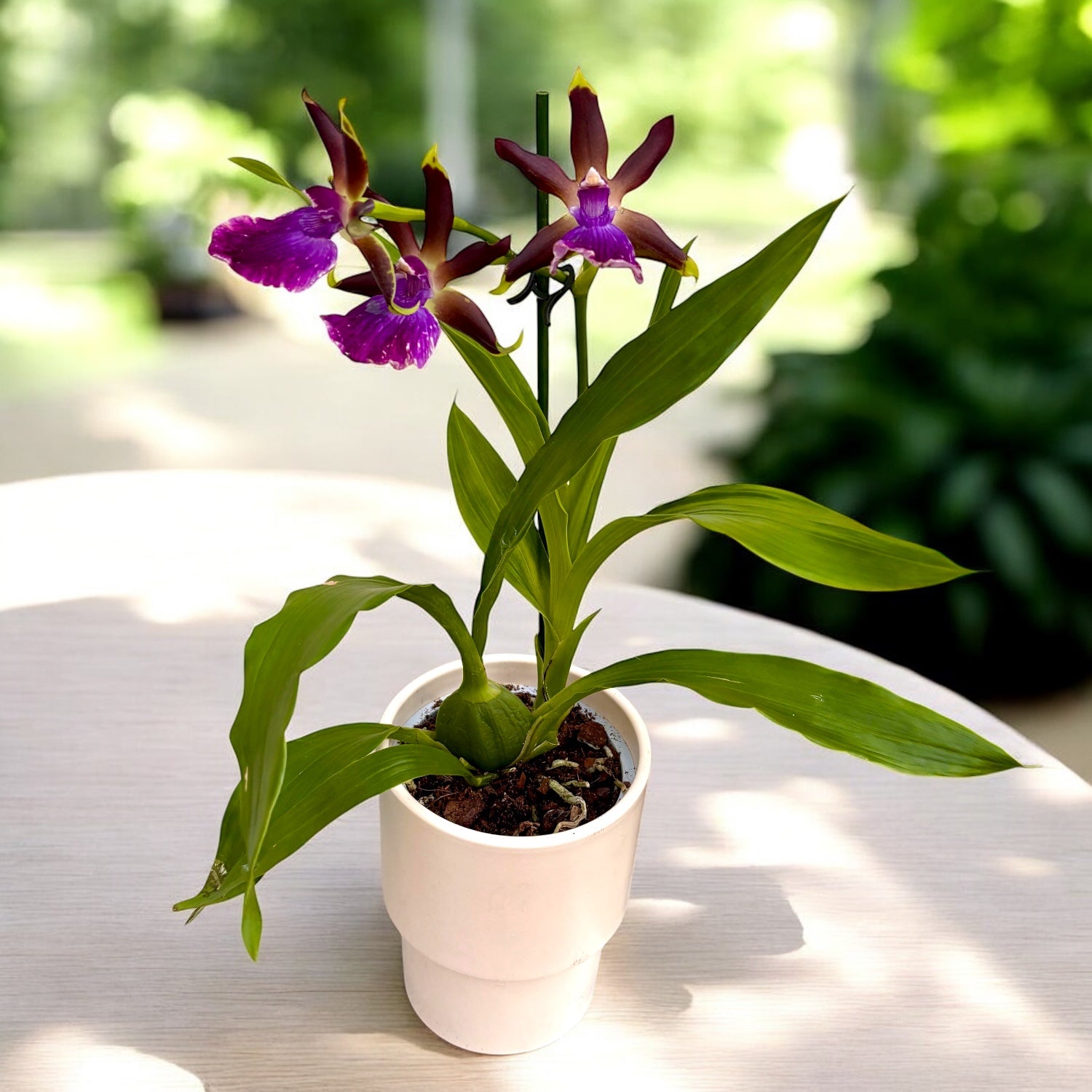 Zygolum Louisendorf 'Rhein Moonlight' - parfumat