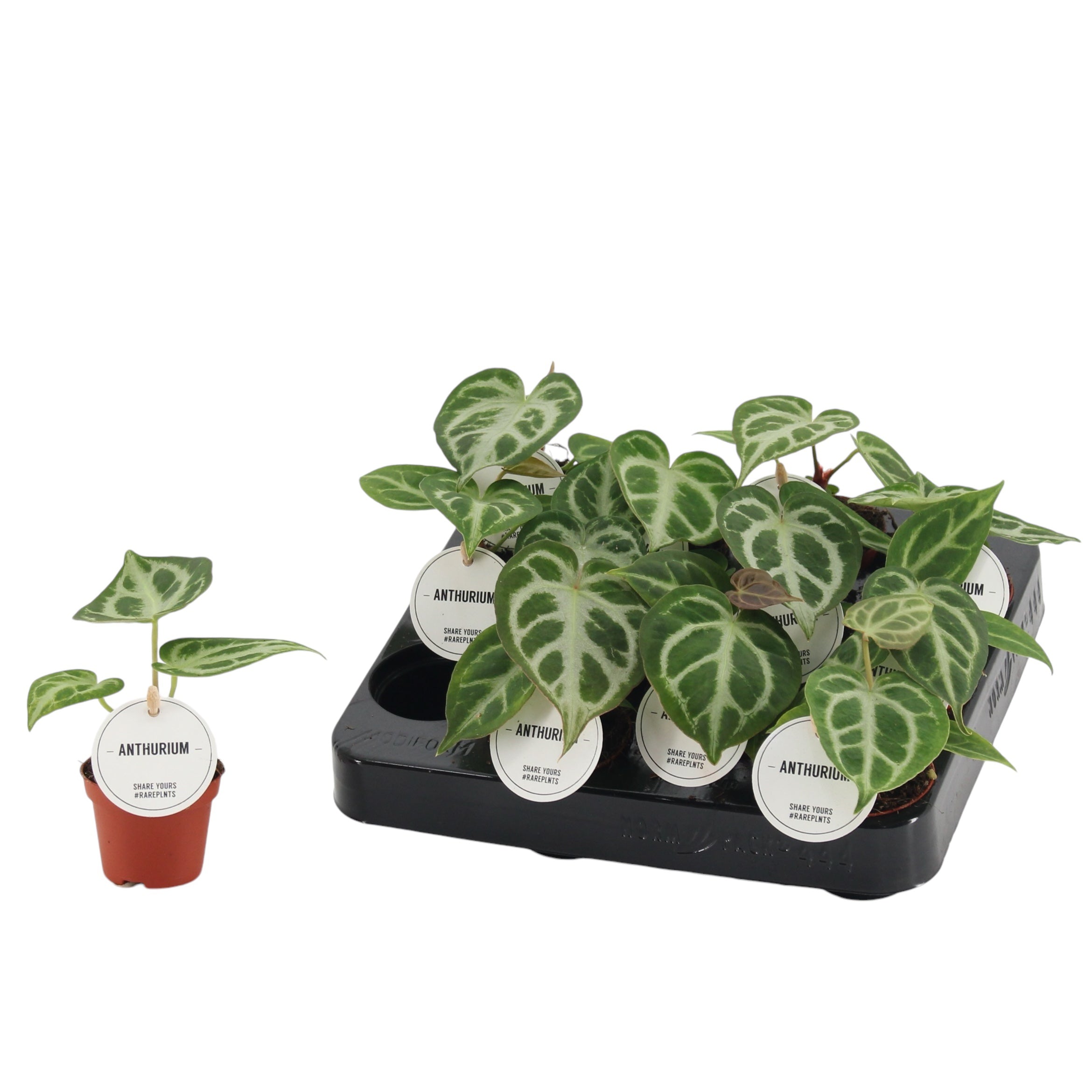 Anthurium crystallinum 'Silver Blush' - babyplants