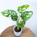 Monstera Adansonii (babyplant) - Philodendron Monkey Mask