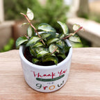 Hoya lacunosa sp. Bruno (variegata) - parfumata, cu frunze variegate