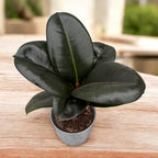 Ficus ‘Sofia’ – kompaktes und glänzend grünes Laub