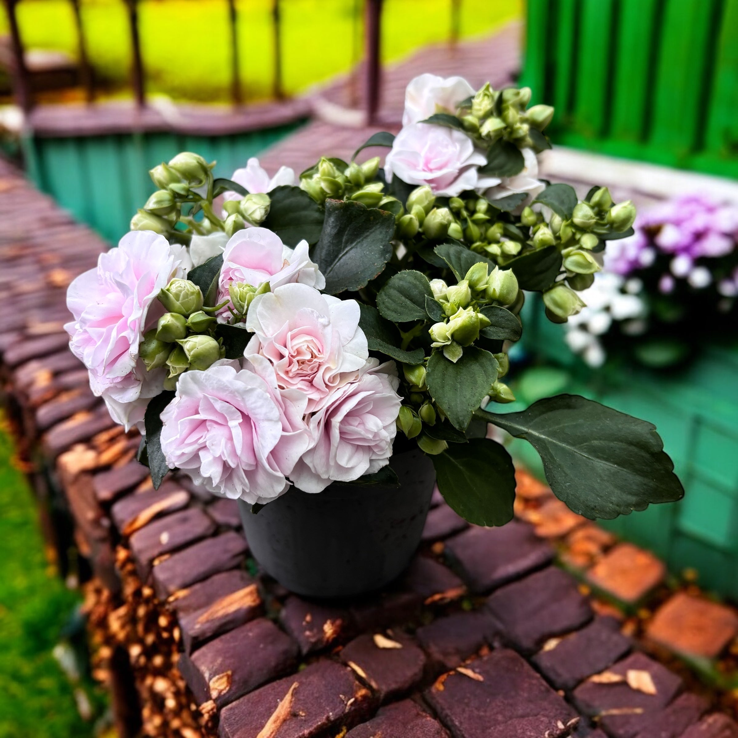 Impatiens Glimmer Double Appleblossom (netýkavka domácí s dvojitými světle růžovými květy)