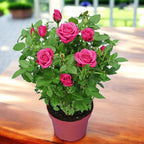 Rosa Purple  - trandafiri pitici ciclam