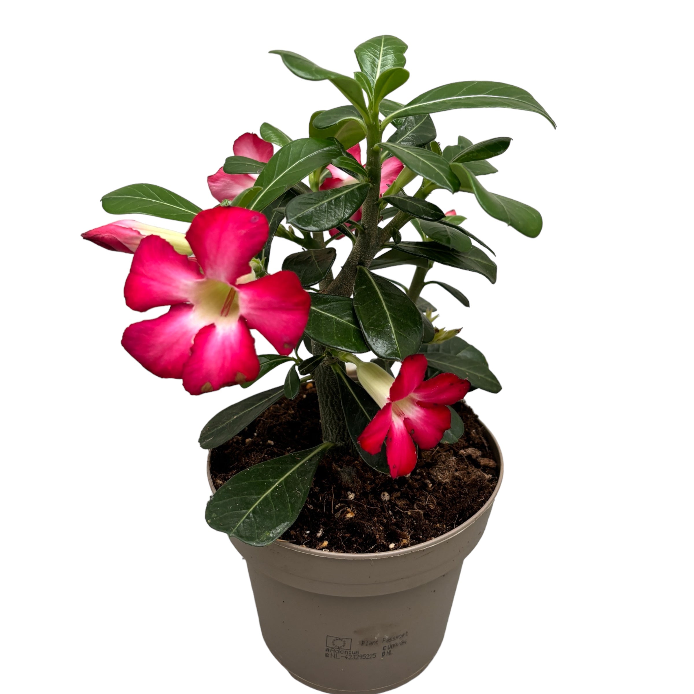 Adenium obesum ‘Anouk’ – Trandafirul desertului cu flori spectaculoase