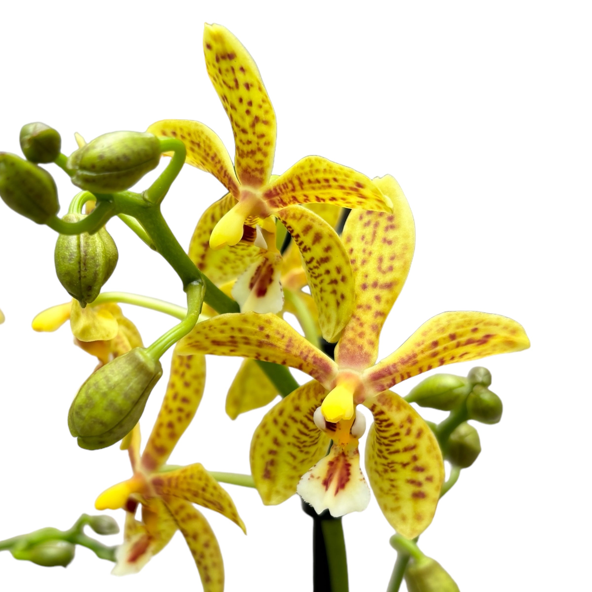 Phalaenopsis Starfish Exotic (silver leaves)