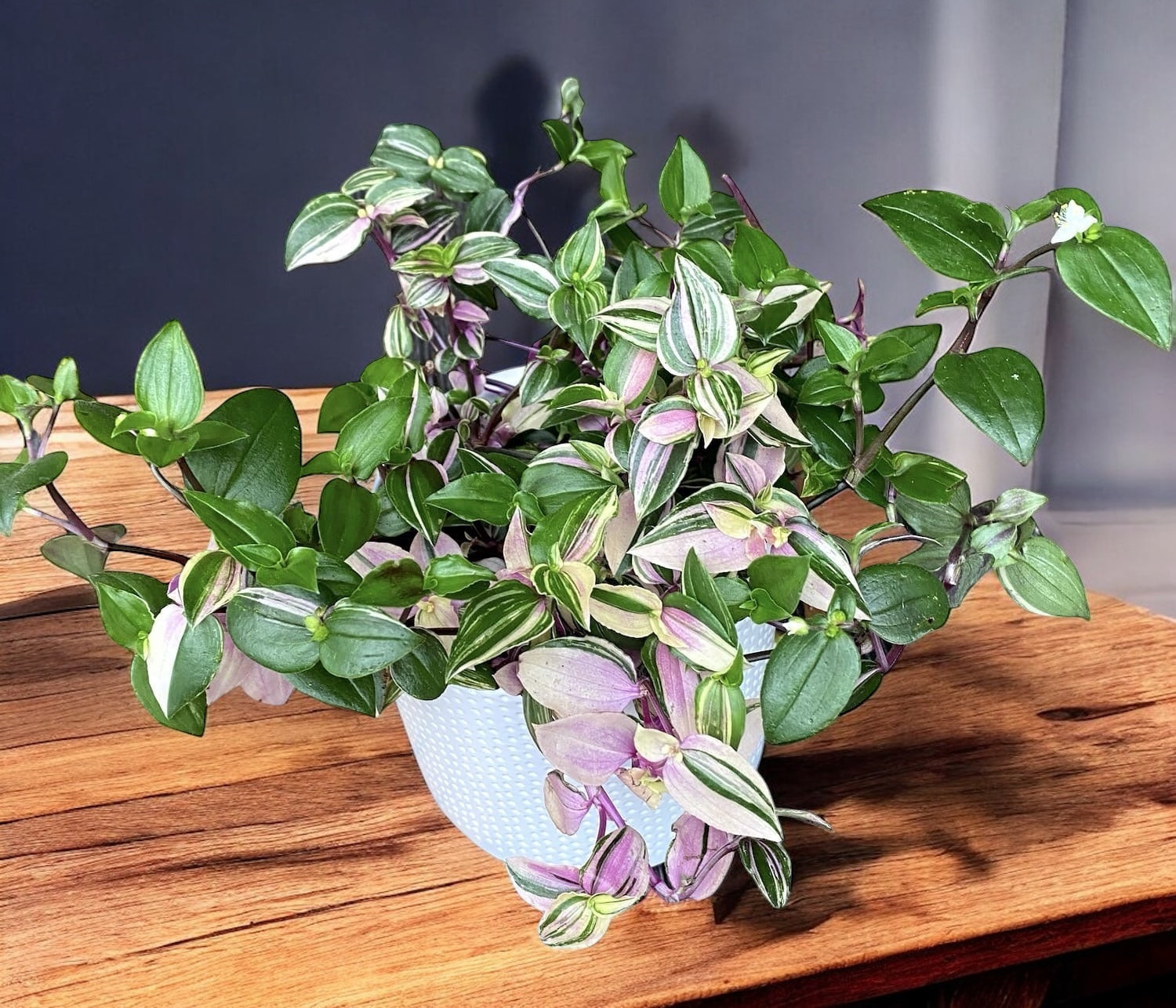 Tradescantia fluminensis 'Quadricolor' - planta curgatoare cu frunze tricolore