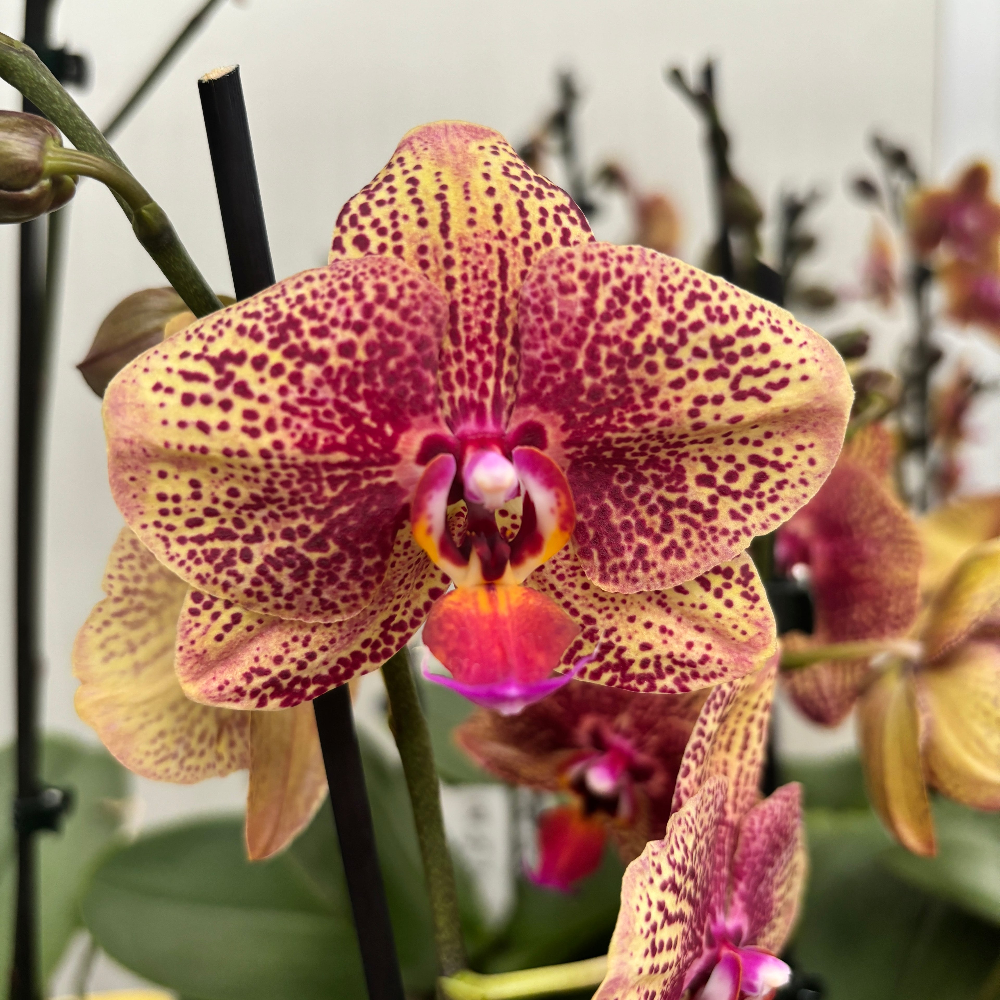 Phalaenopsis Sogo Rondini D12