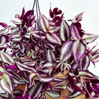 Tradescantia zebrina ‘Violet Hill’ - Hangplant met paarse en zilveren bladeren voor binnendecoratie