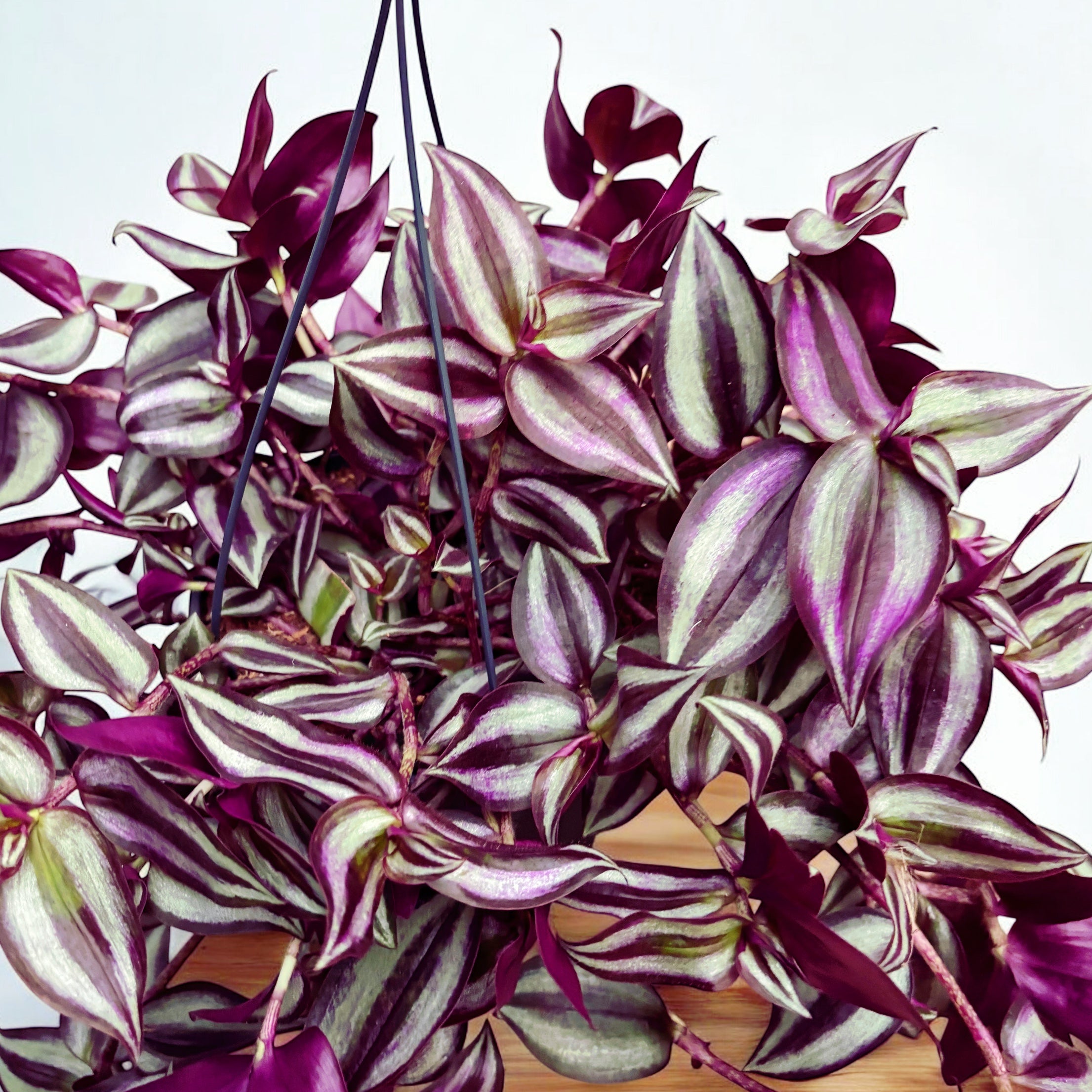 Tradescantia zebrina ‘Violet Hill’ - Planta curgatoare cu frunze violet - argintii pentru decor interior