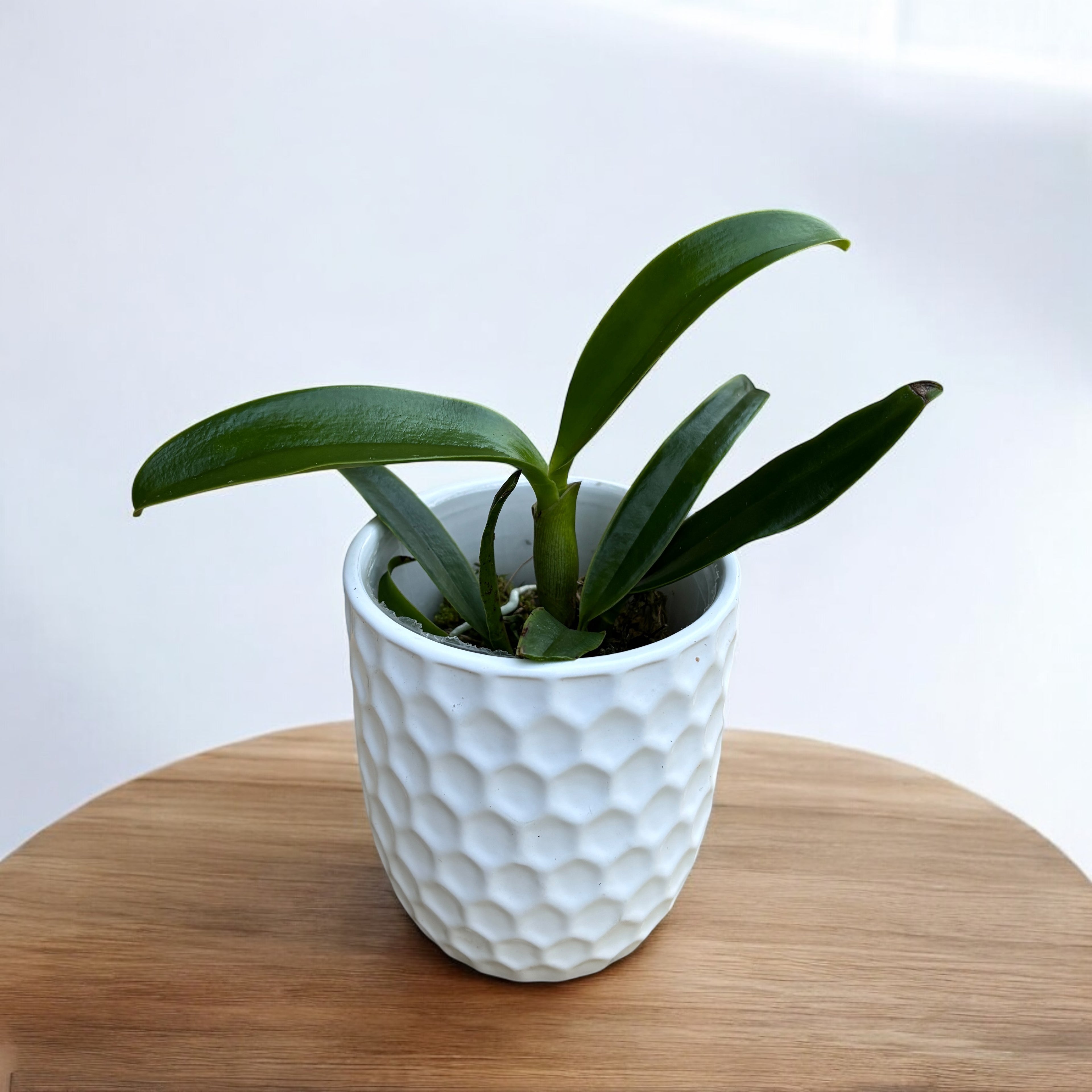 Rlc. Kyle 'Heart of Gold' HCC/AOS - flori parfumate