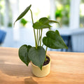 Monstera deliciosa – baby plant, inceputul unei plante tropicale spectaculoase