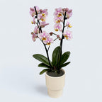 Phalaenopsis Carola (frunze marmorate)