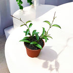 Hoya sp. Zambales D6