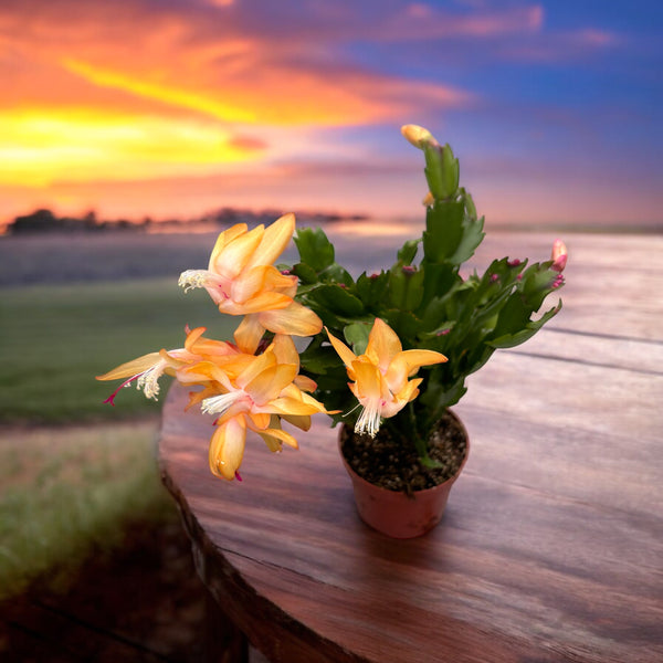 Schlumbergera 'Yellow’( Craciunita galbena)