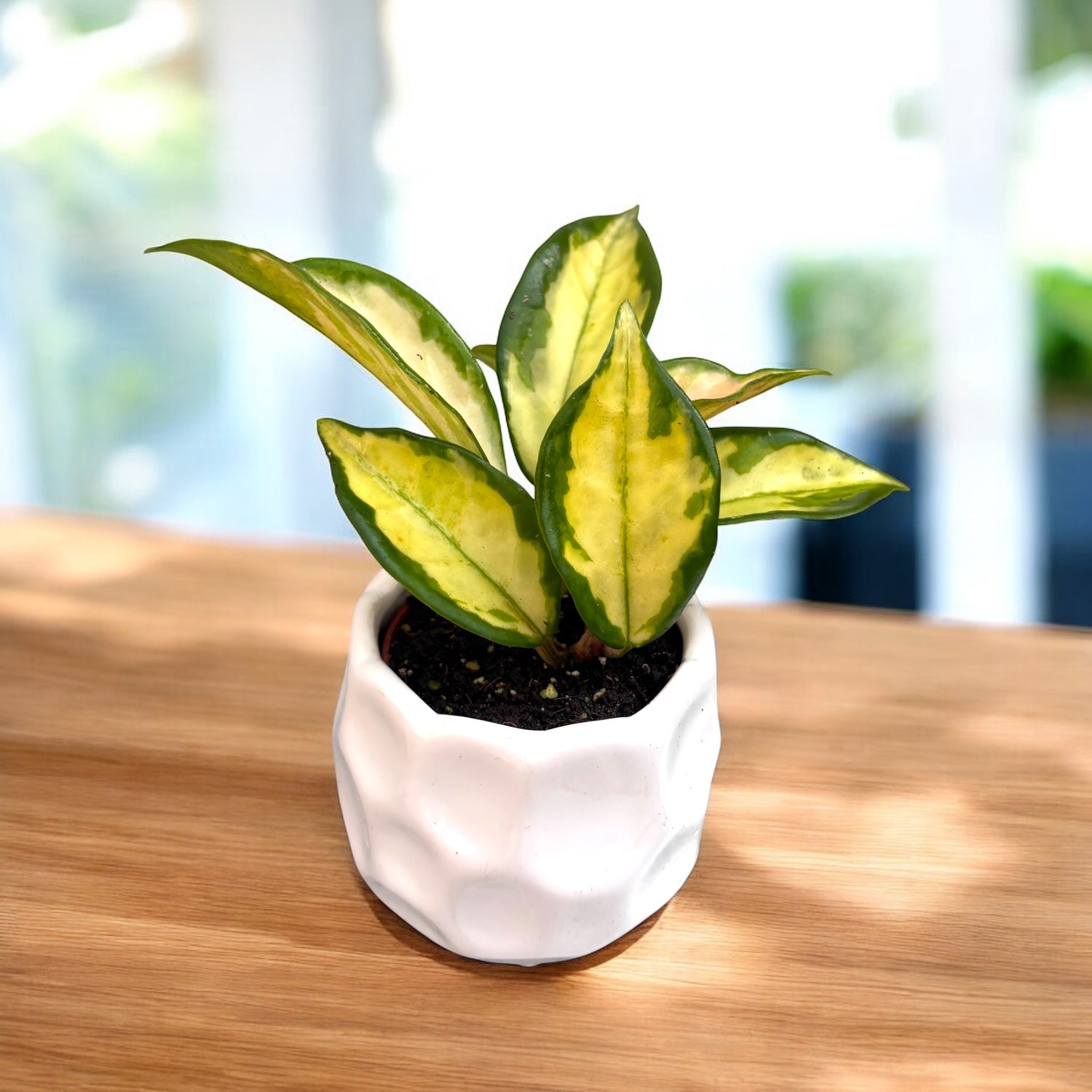 Hoya carnosa 'Tricolor' (Krimson Princess) D6 2pp parfumata