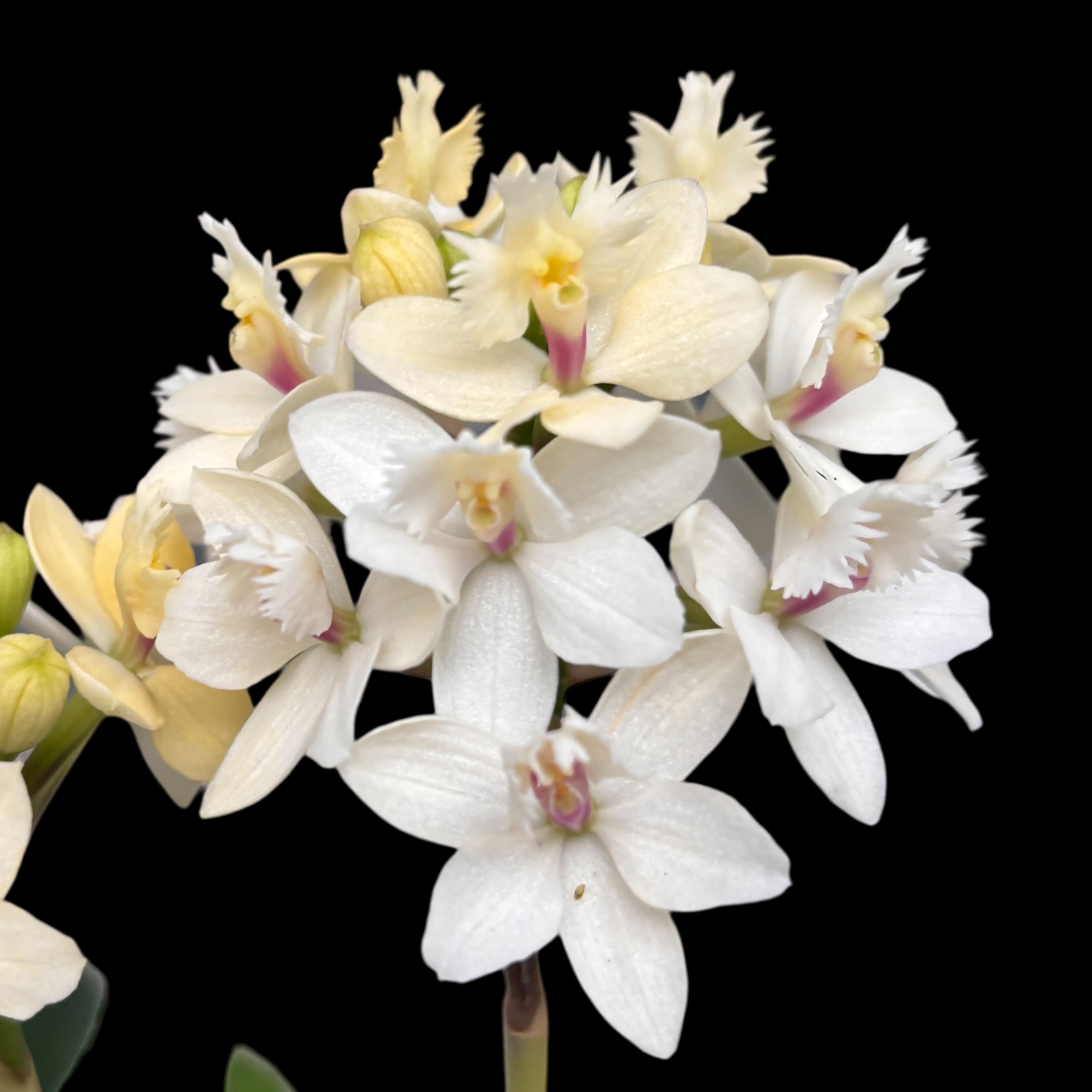 Epidendrum radicans ‘White’ XL