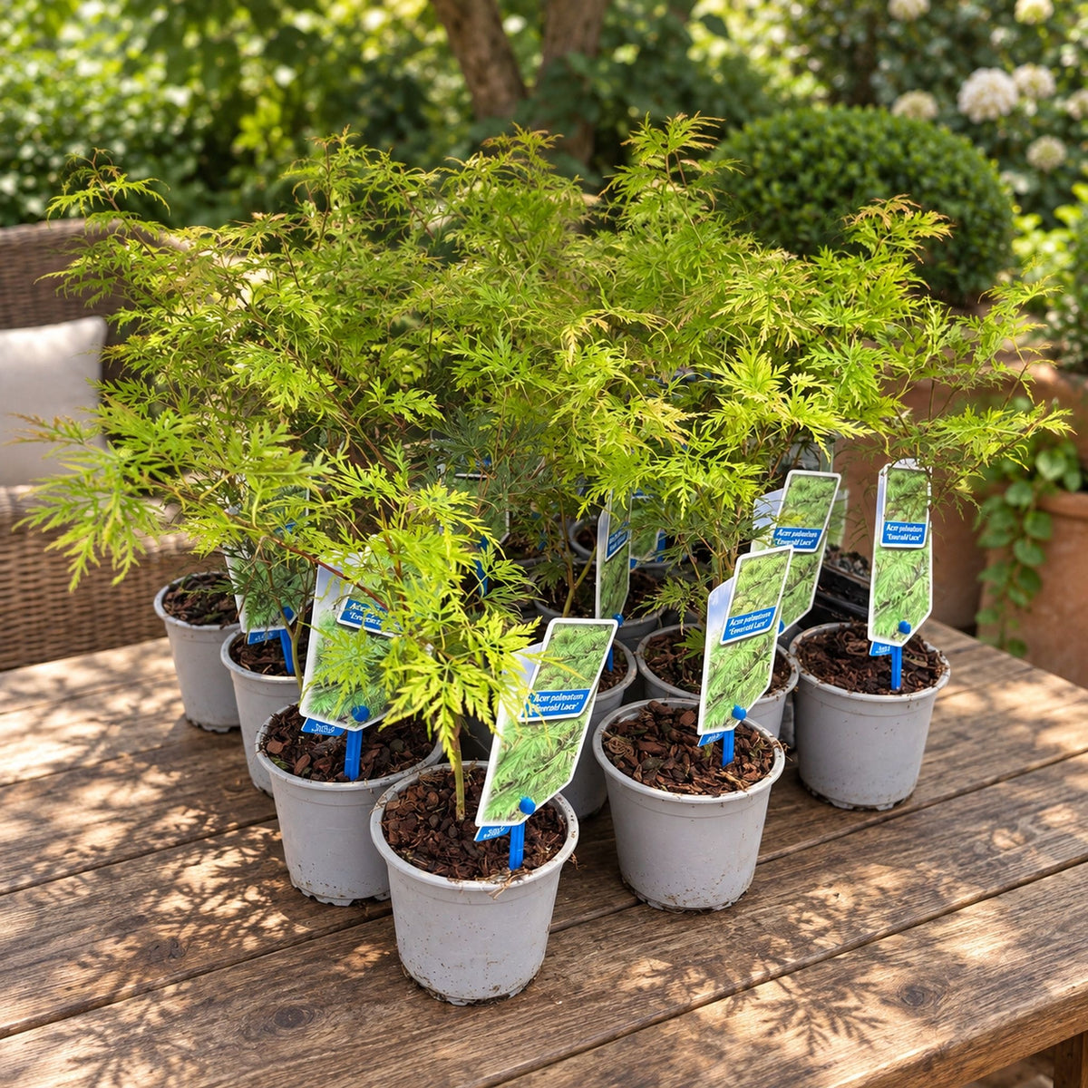 Acer palmatum 'Emerald Lace' (Japanese Maple)