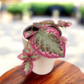 Episcia ‘Pink Brocade’