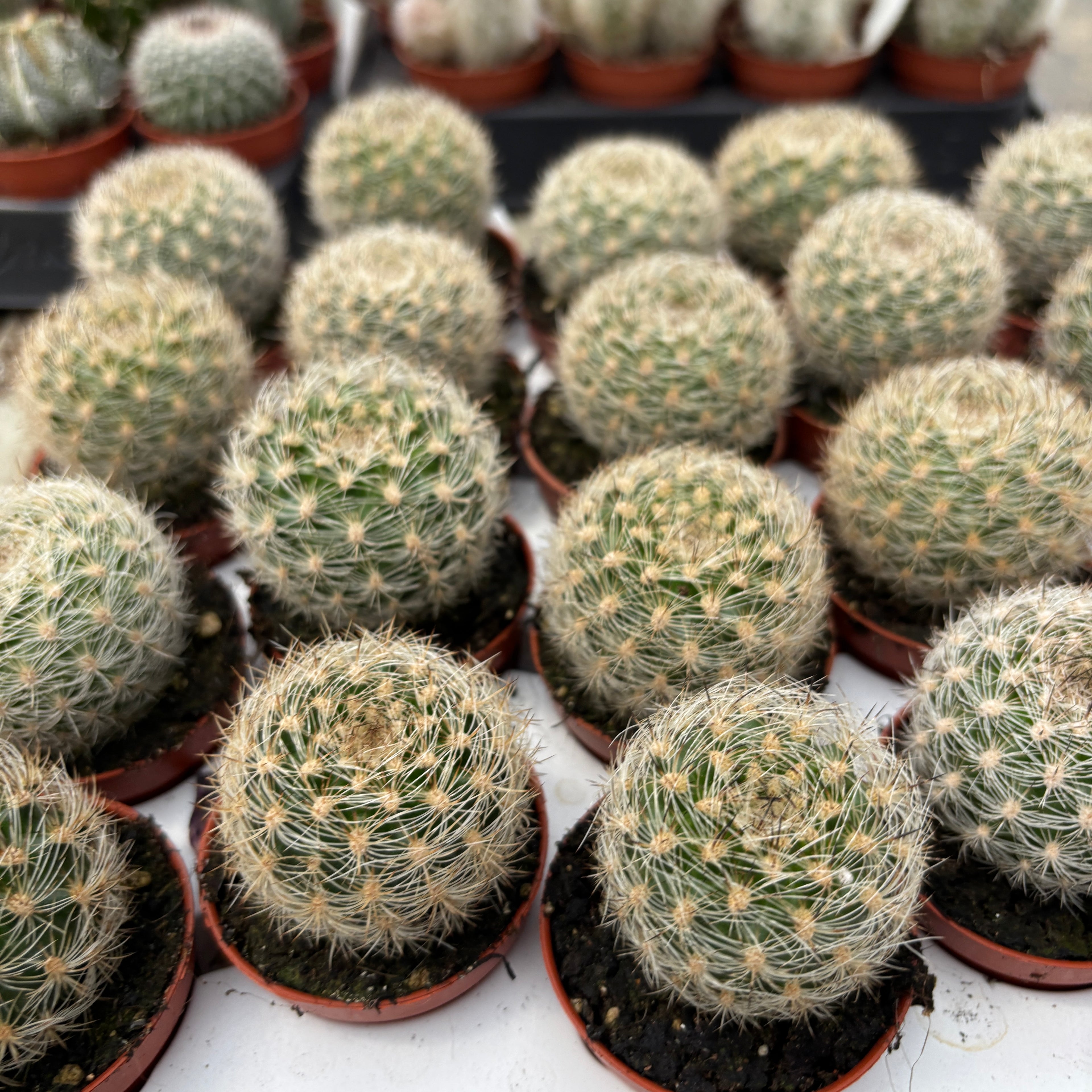 Neoporteria gerocephala - cactus chilian cu inflorire spectaculoasa