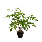 Glicina cu inflorire timpurie - Wisteria frutescens 'Amethyst Falls'