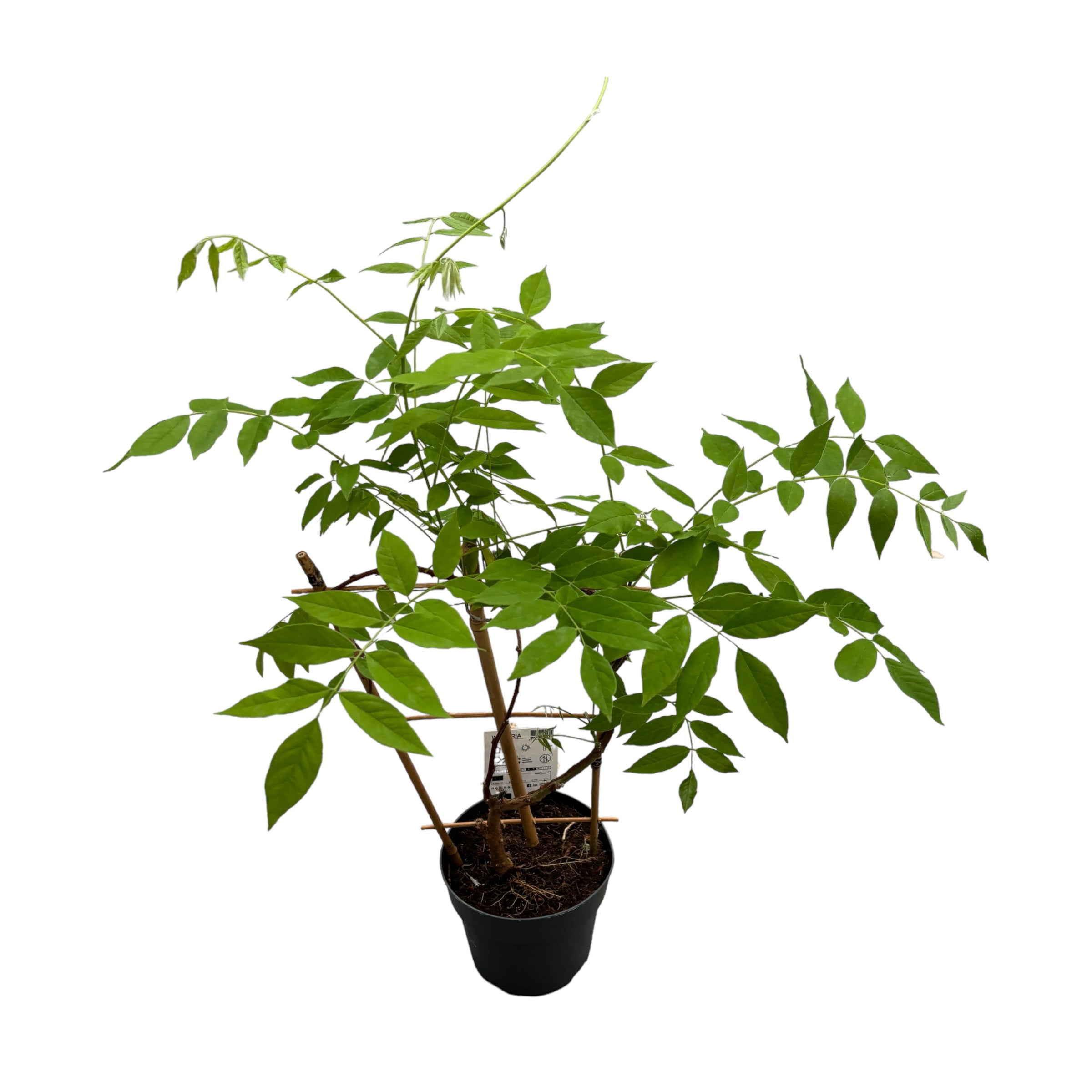 Glicina cu inflorire timpurie - Wisteria frutescens 'Amethyst Falls'