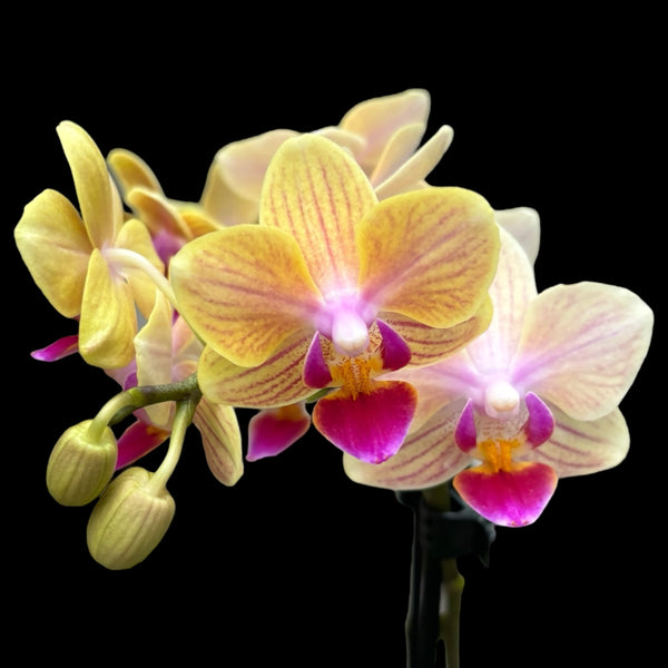 Phalaenopsis El Paso