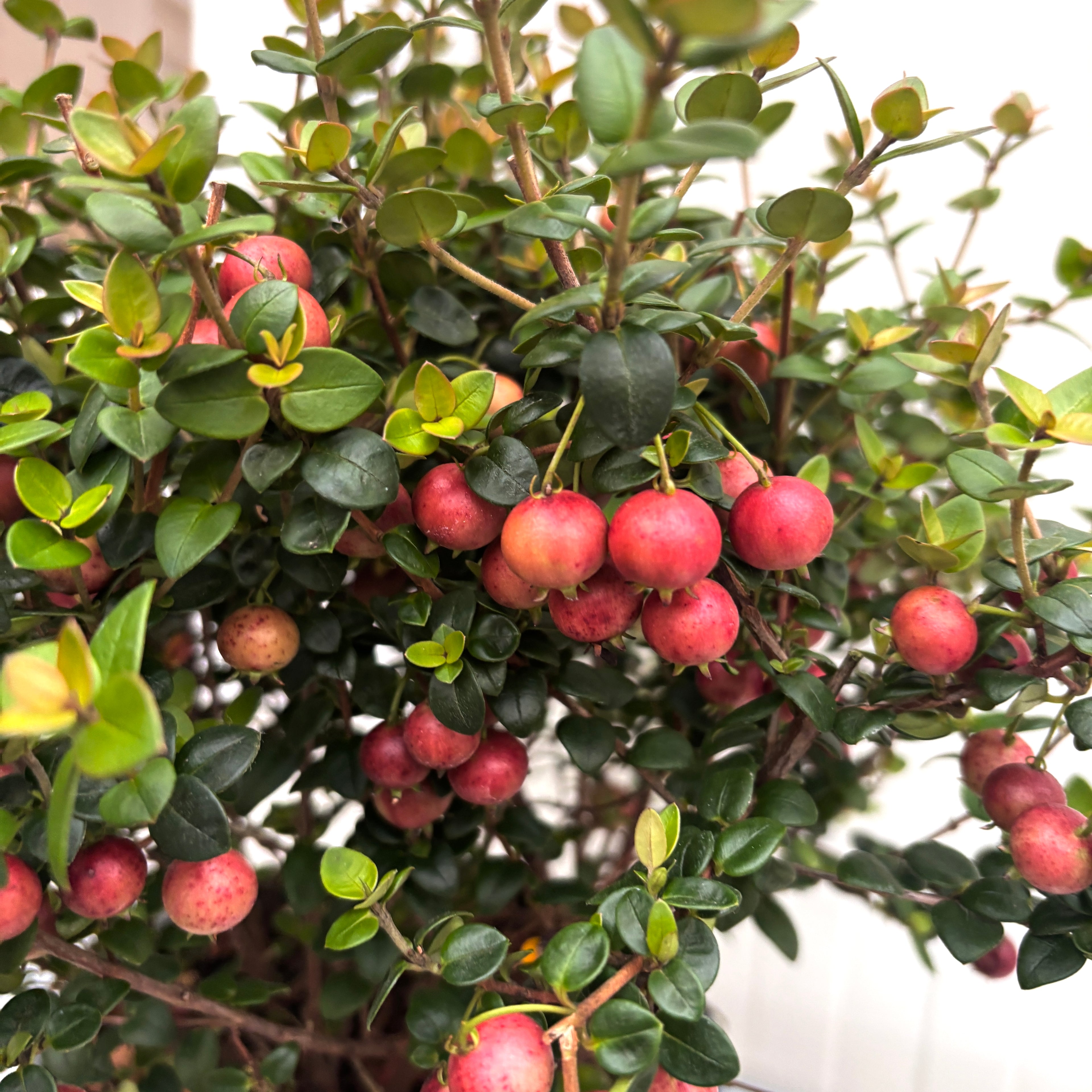 Ugni molinae 'Pretty Berry' (Capsuna Chiliana, Murtilla, Chilean Guava, Ugniberry)