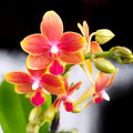 Phalaenopsis I-Hsin Golden Tangerine Ice (Aromio Tropical) - flori parfumate