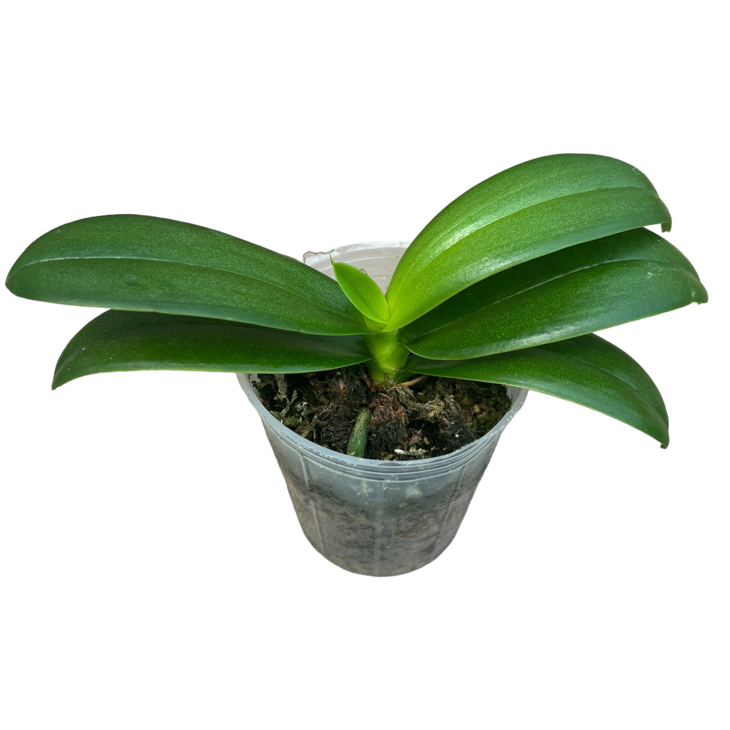 Phalaenopsis Joy Fairy Tale '670' fiori profumati