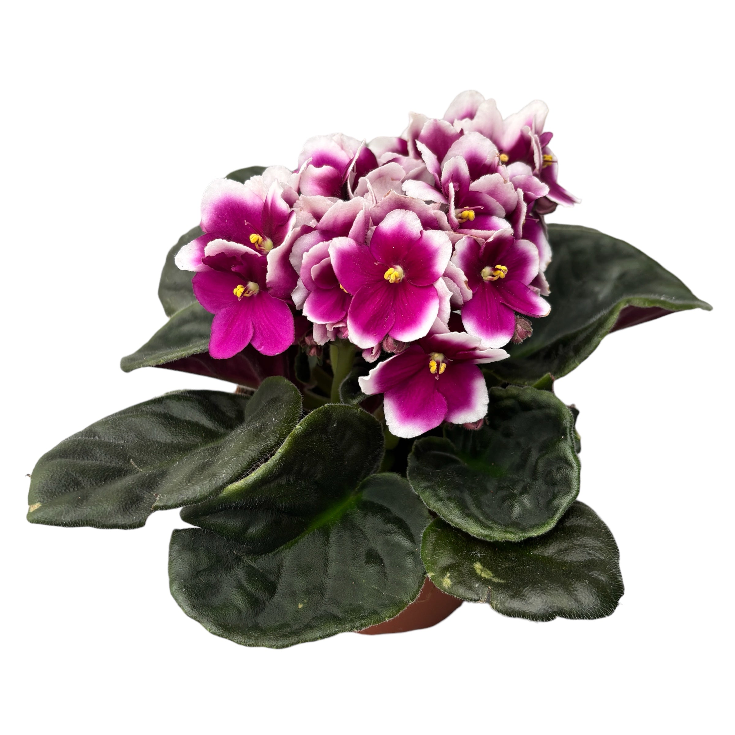 Saintpaulia Inova Spectra Flame - Violete africane bicolore