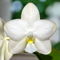 Phalaenopsis Tzu Chiang Chrisna - fiori profumati
