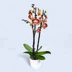 Phalaenopsis Limitée