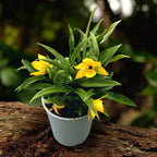 Promenaea xanthina - duftende Blumen