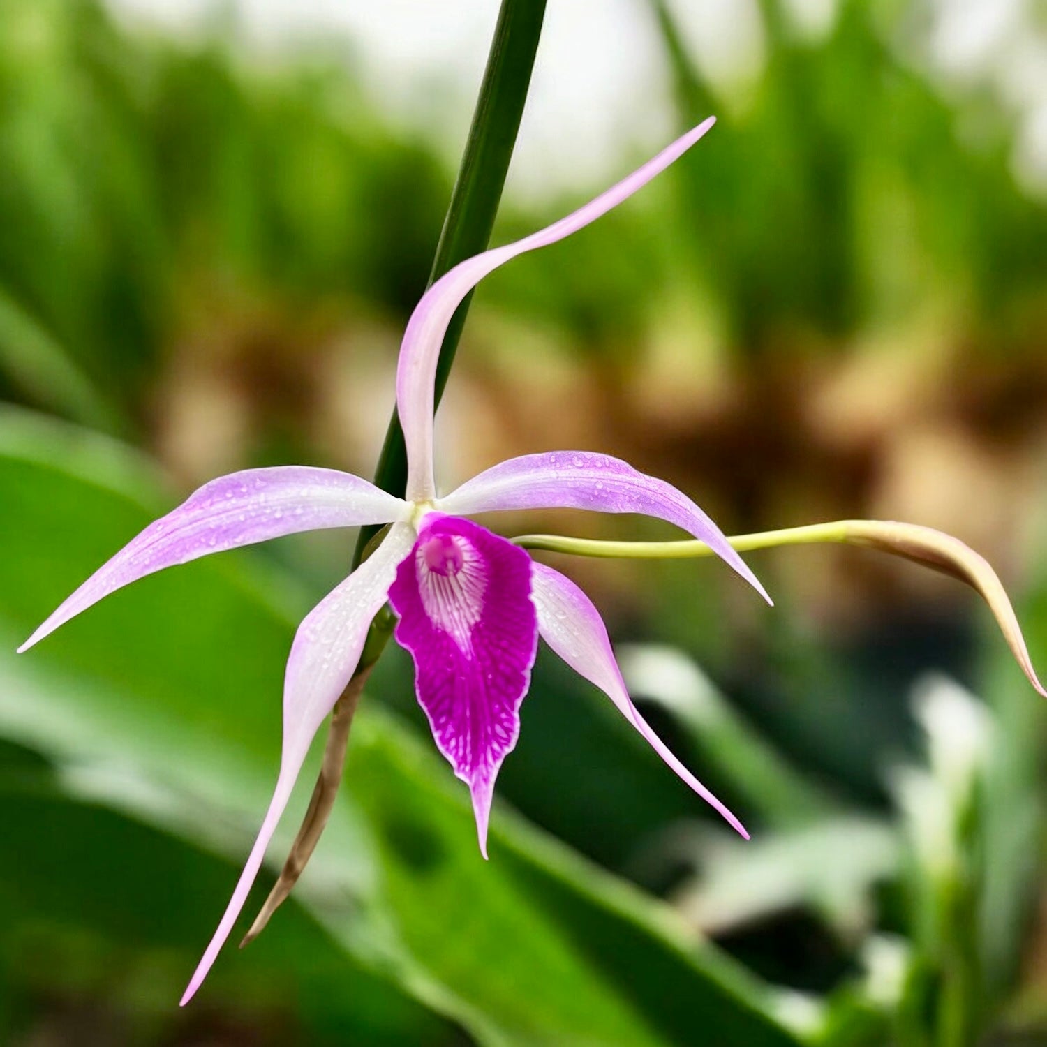 Brassocattleya Amethyst (C. purpurata × B. cucullata) parfumata