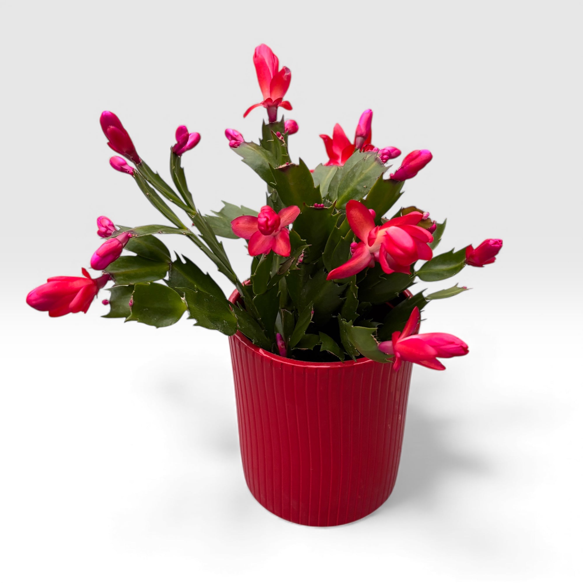 Ghiveci decorativ din ceramica rosu