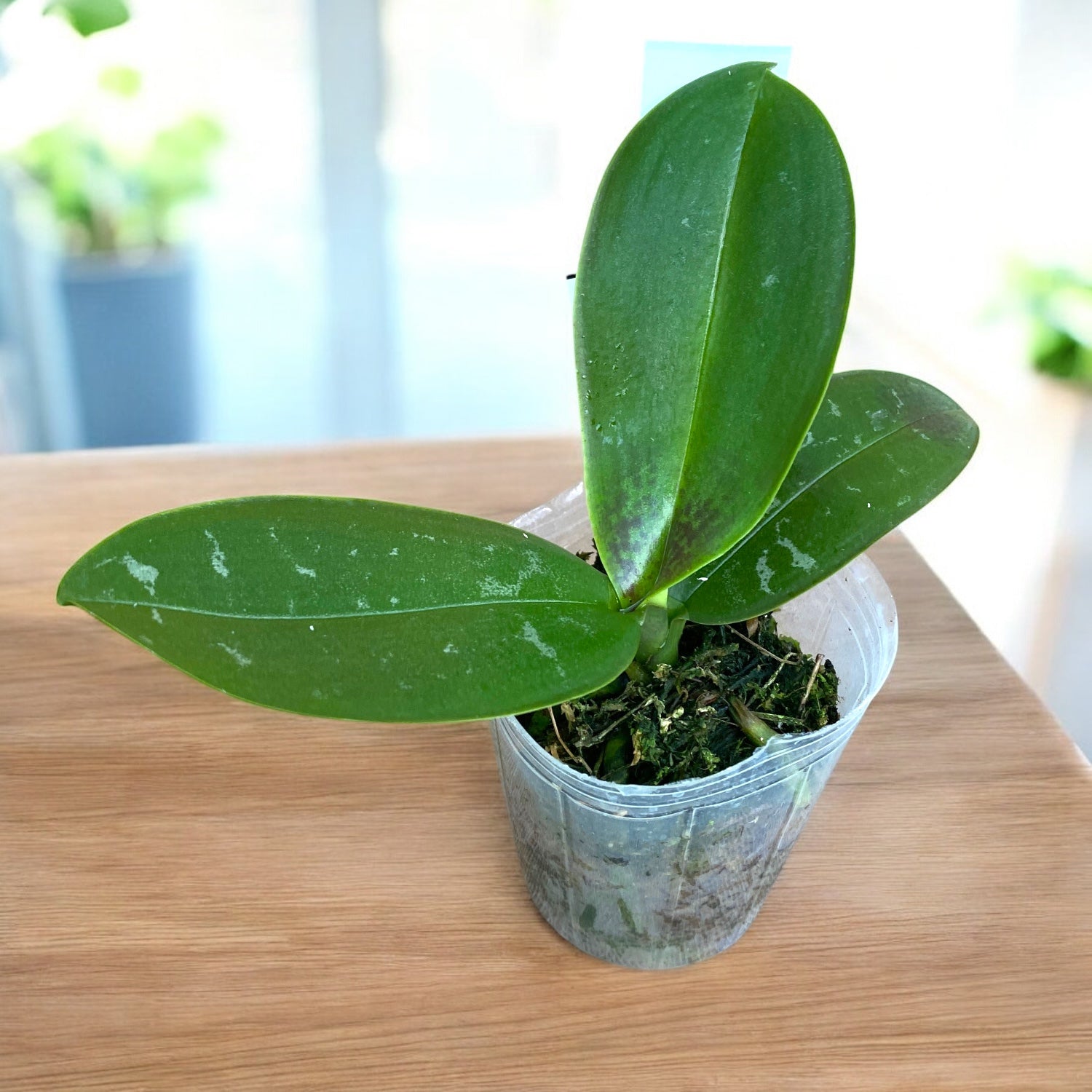 Phalaenopsis stuartiana var. nobilis profumata