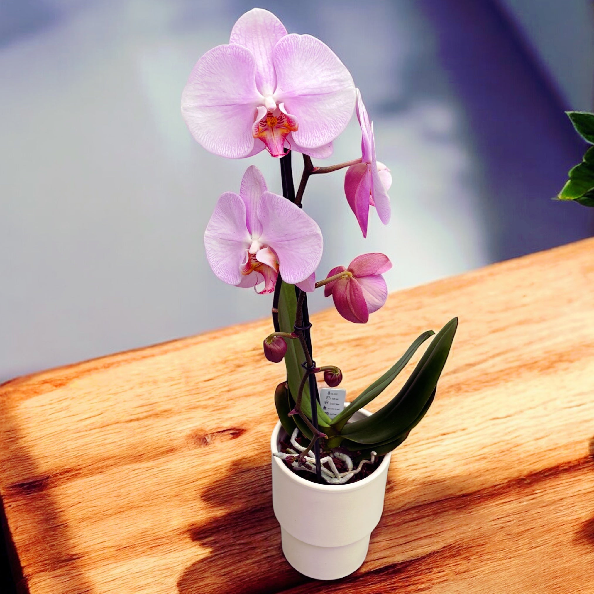 Phalaenopsis Rhone (flori XL)