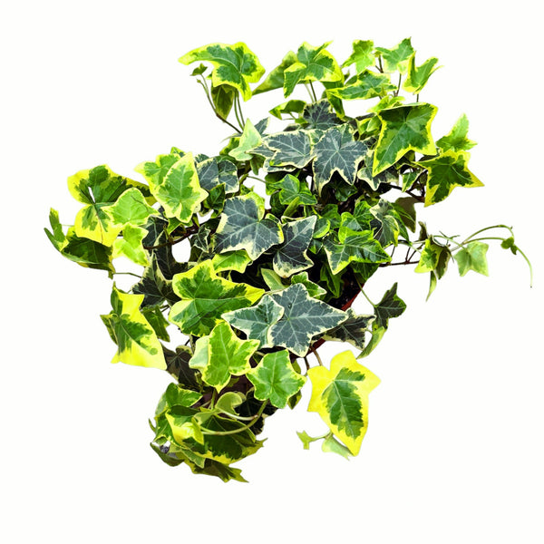 Ivy - Hedera helix 'Goldchild' (4 plants/pot)