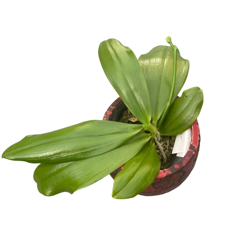 Phalaenopsis speciosa 'Purple Mountain'