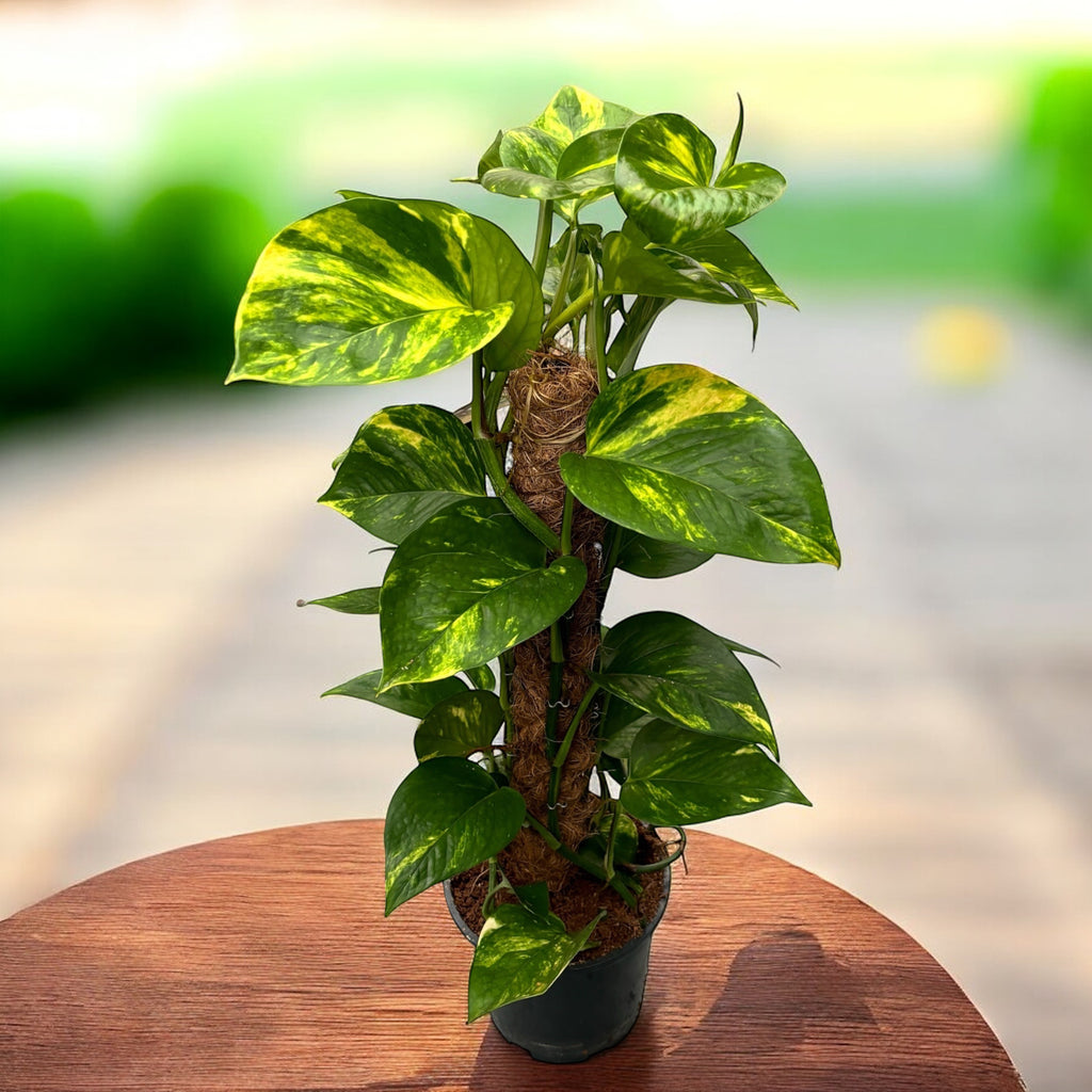 Epipremnum aureum 'Golden' - Lohikäärmeen häntä