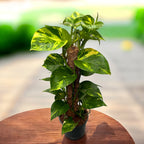 Epipremnum aureum 'Golden' - Zmajina rep