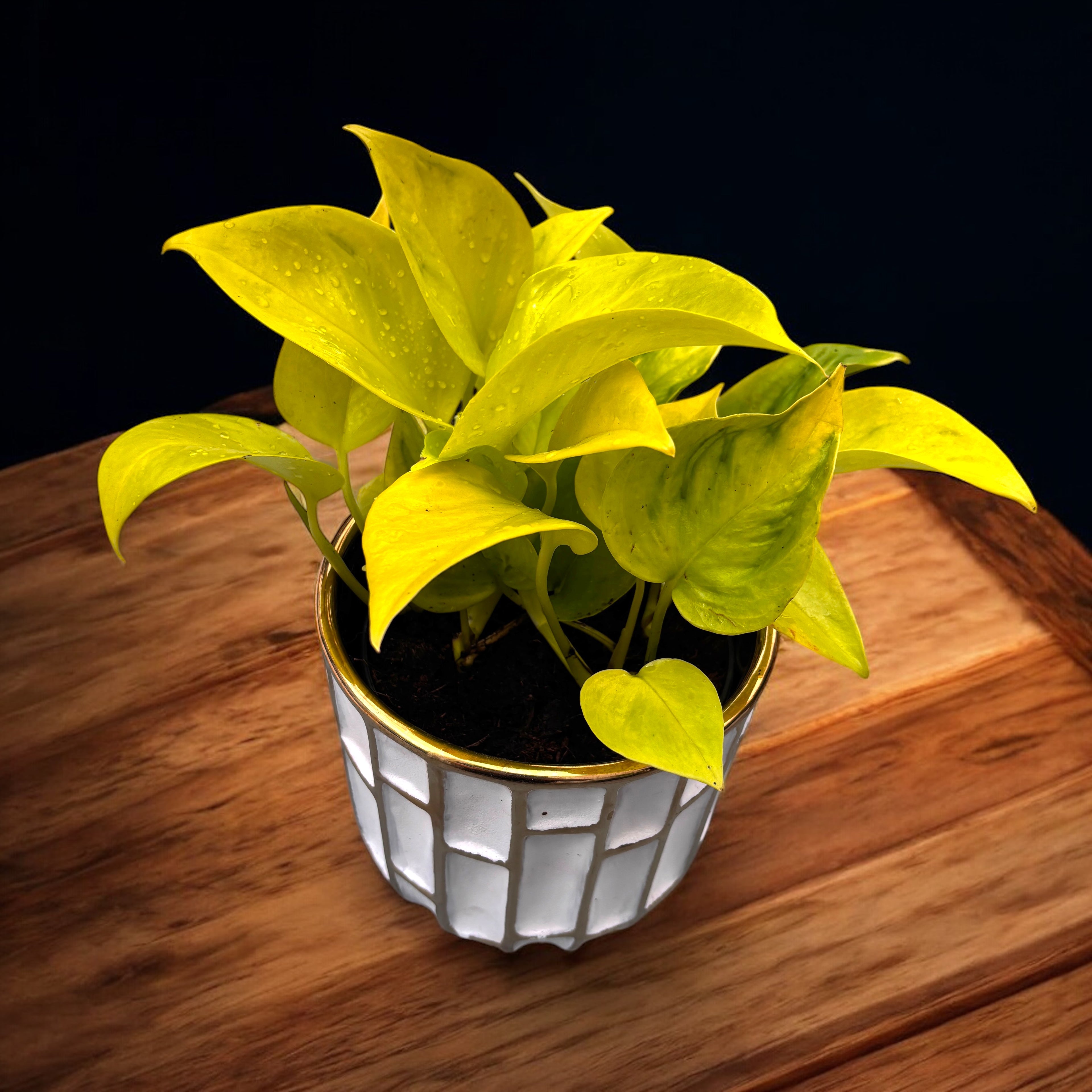 pothos champs elysees Epipremnum Champs Élysées – Secret Garden Plant Shop
