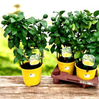 Lamai cserépben - Citrus limon 'Meyer' (Meyer citrom Lisa - Citrina) - karózott