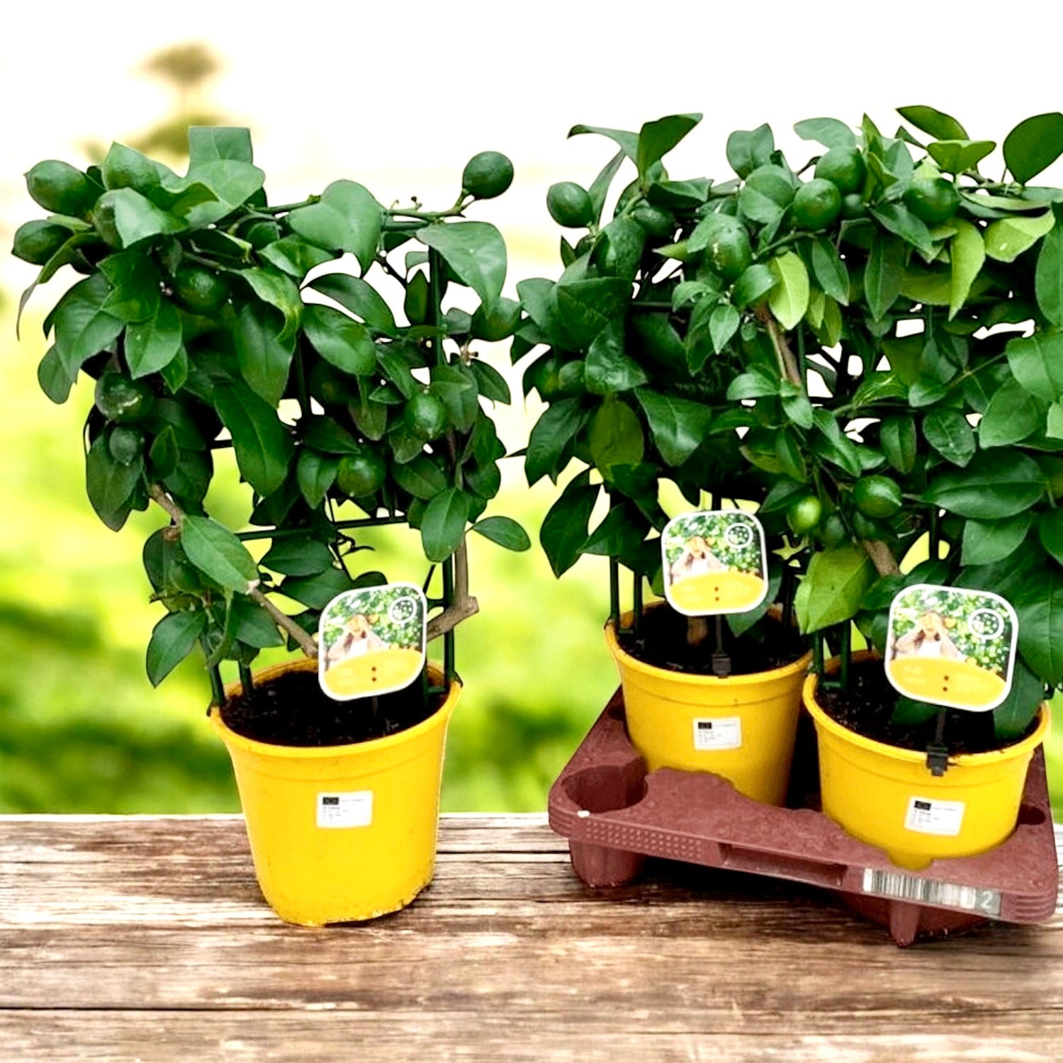 Lamai la ghiveci, Meyer Lemon Lisa (Citrina) - pe spalier